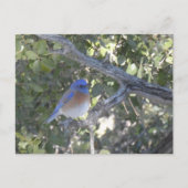 Mountain Bluebird Postkarte (Vorderseite)