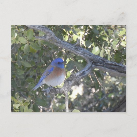 Mountain Bluebird Postkarte (Vorderseite)