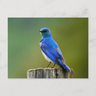 Mountain Bluebird Postkarte