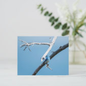 Mountain Bluebird Postkarte (Stehend Vorderseite)