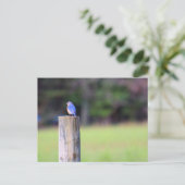 Mountain Bluebird Postkarte (Stehend Vorderseite)