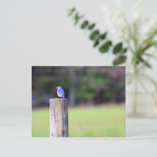 Mountain Bluebird Postkarte (Stehend Vorderseite)