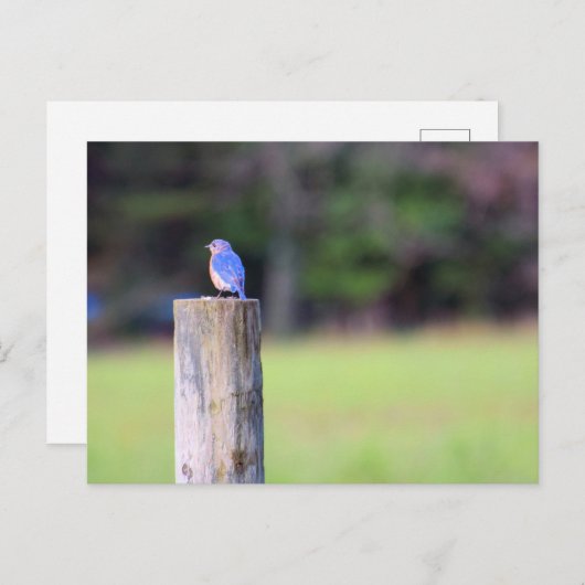 Mountain Bluebird Postkarte (Vorne/Hinten)