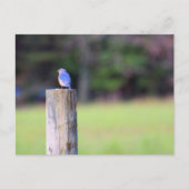 Mountain Bluebird Postkarte (Vorderseite)