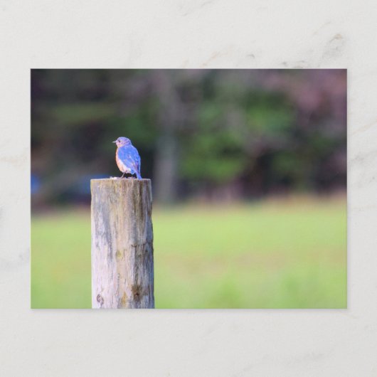Mountain Bluebird Postkarte (Vorderseite)
