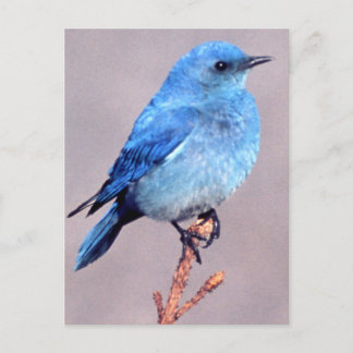 Mountain Bluebird Wildlife Series # 2 Postcard Postkarte