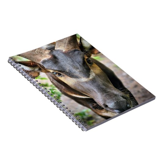 Mountain Bongo Antelope Notizblock (Rechte Seite)