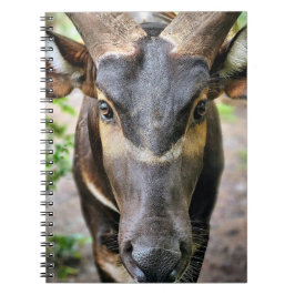 Mountain Bongo Antelope Notizblock