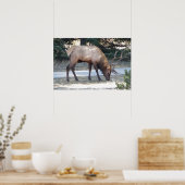 Mountain Bull Elk Foto Nature Wall Poster Mancave (Küche)