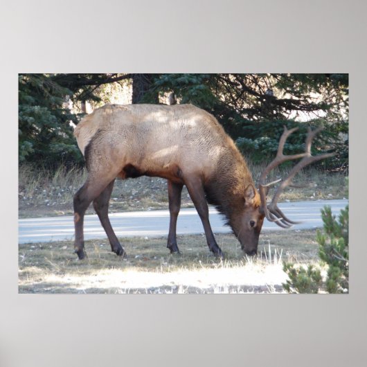 Mountain Bull Elk Foto Nature Wall Poster Mancave (Vorne)