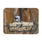 Mountain Chickadee am Feeder Magnet (Horizontal)