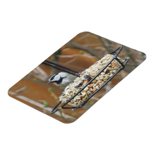 Mountain Chickadee am Feeder Magnet (Linke Seite)
