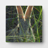 Mountain Cottontail Desktop Plaque Fotoplatte (Vorderseite)