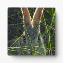 Mountain Cottontail Desktop Plaque