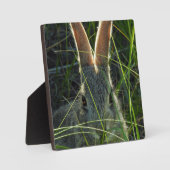 Mountain Cottontail Desktop Plaque Fotoplatte (Vorderseite)