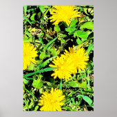 Mountain Dandelions Foto aus Ottawa Kanada Poster (Vorne)