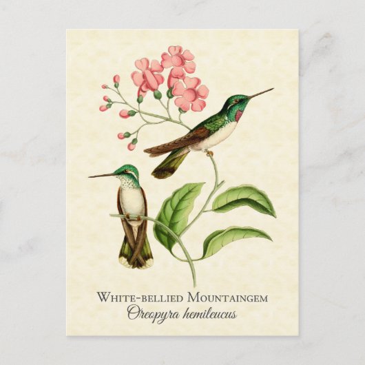 Mountain Gem Hummingbird Vintage Kunst Postkarte (Vorderseite)