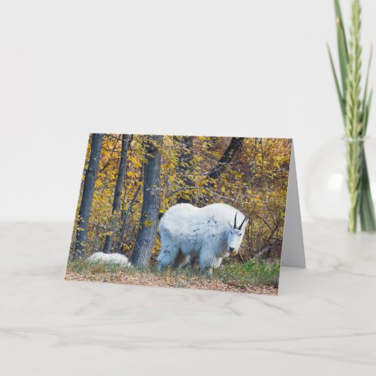 Mountain Goat birthday card looks at you. Karte (Vorderseite)