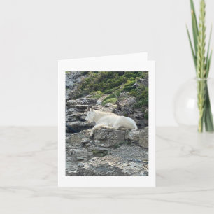 Mountain Goat Foto Note Card