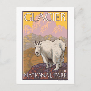 Mountain Goat - Glacier National Park, MT Postkarte