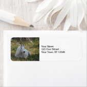 Mountain Goat - Glacier Nationalpark (Insitu)