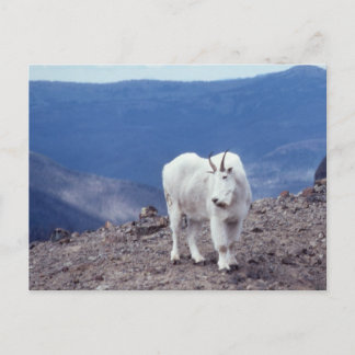 Mountain Goat Wildlife Series # 11 Postkarte