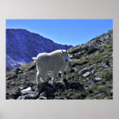 Mountain Goat Xing Poster (Vorne)