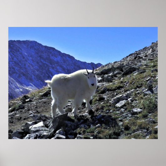 Mountain Goat Xing Poster (Vorne)
