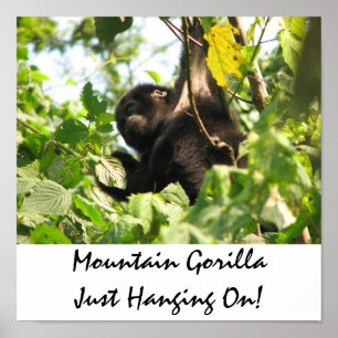 Mountain Gorilla einfach nur anhalten! Poster