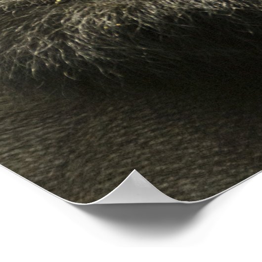 Mountain Gorilla, Gorilla beringei beringei, Poster (Ecke)