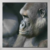 Mountain Gorilla Poster Print (Vorne)