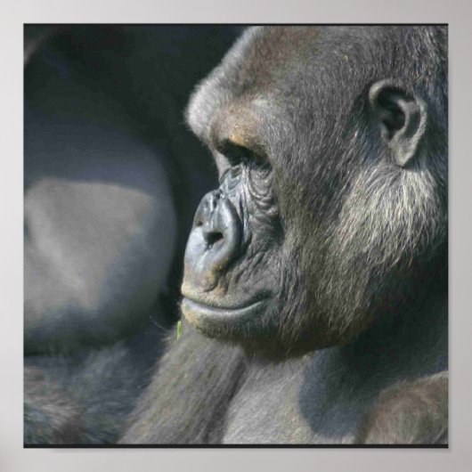 Mountain Gorilla Poster Print (Vorne)