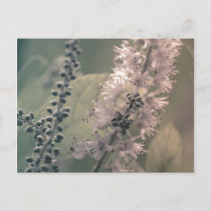 Mountain Holly Postcard Postkarte