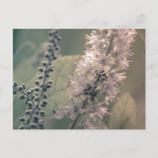 Mountain Holly Postcard Postkarte (Vorderseite)