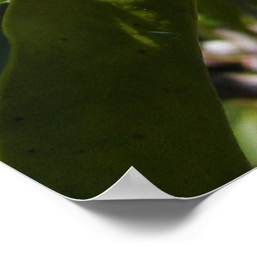 Mountain Laurel 46 ~ Druck Poster (Ecke)