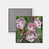 Mountain Laurel Blume Magnet (Vorderseite/Rückseite)