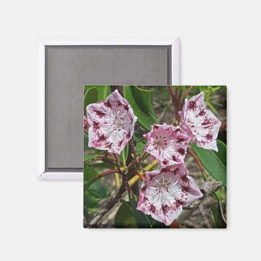 Mountain Laurel Blume Magnet (Vorderseite/Rückseite)