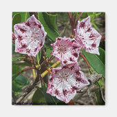 Mountain Laurel Blume Magnet (Vorne)