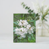 Mountain Laurel Blume Postkarte (Stehend Vorderseite)