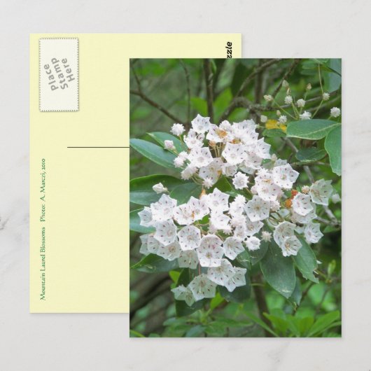 Mountain Laurel Blume Postkarte (Vorne/Hinten)
