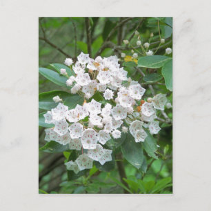 Mountain Laurel Blume Postkarte