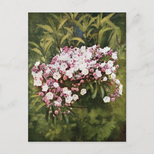 Mountain Laurel Blume Postkarte (Vorderseite)