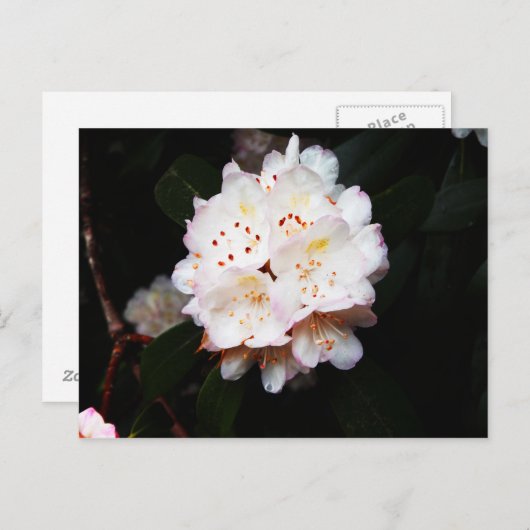 Mountain Laurel Postkarte (Vorne/Hinten)