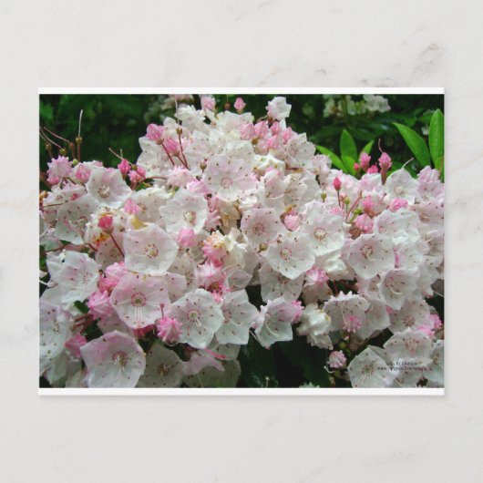 Mountain Laurel Postkarte (Vorderseite)