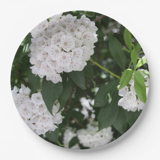 Mountain Laurel White Blume Pappteller (Vorderseite)