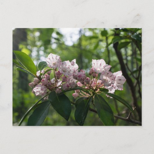 Mountain Laurel Wildblume Postcard Postkarte (Vorderseite)