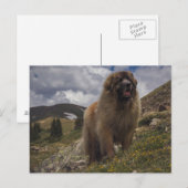 Mountain Leonberger Postkarte (Vorne/Hinten)