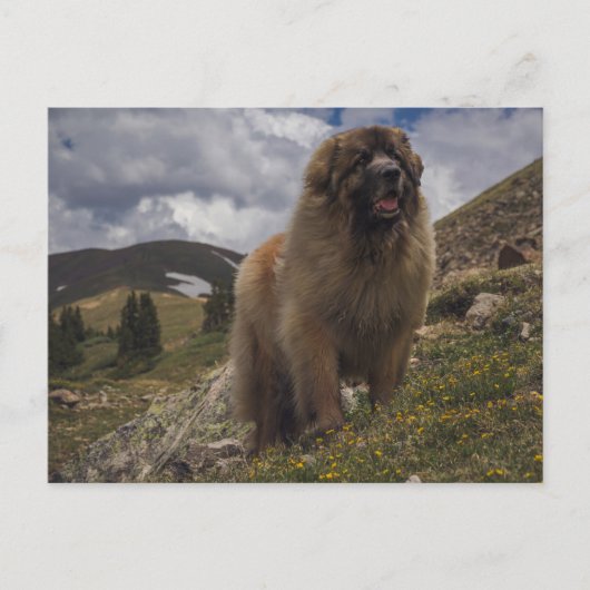 Mountain Leonberger Postkarte (Vorderseite)