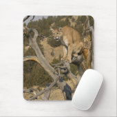 Mountain Lion, aka puma, cougar; Puma concolor, 2 Mousepad (Mit Mouse)