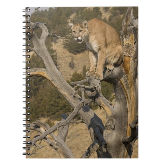 Mountain Lion, aka puma, cougar; Puma concolor, 2 Notizblock (Vorderseite)